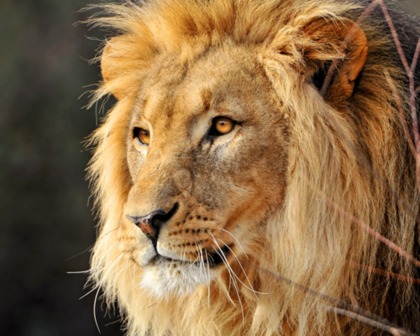 African Animals