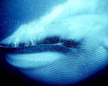 Ocean Life